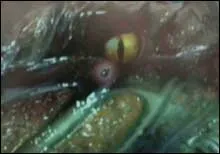 Kumamoto Monogatari (2002)